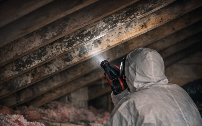 Mold in Your Attic: Causes, Risks, and Remediation in Florida
